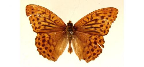 Бабочки Перламутровка большая  (3)