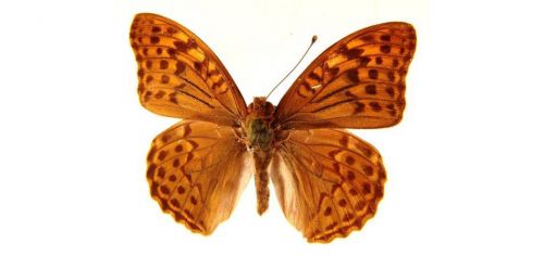 Бабочки Перламутровка большая  (10)