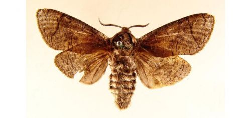 Бабочки Древоточец пахучий (3)