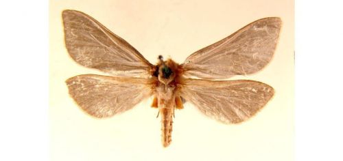 Бабочки Тонкопряд хмелевой (2)