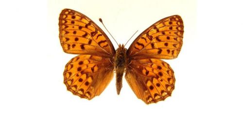 Бабочки Перламутровка аглая (3)