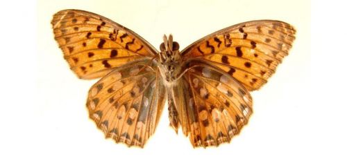 Бабочки Перламутровка аглая (6)