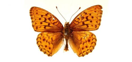 Бабочки Перламутровка красная, или Адиппа(5)