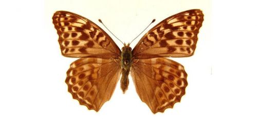Бабочки Перламутровка большая  (9)