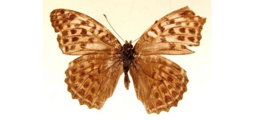 Бабочки Перламутровка большая  (11)