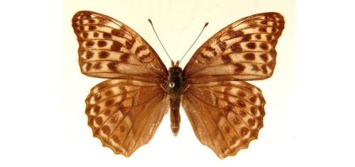 Бабочки Перламутровка большая  (7)