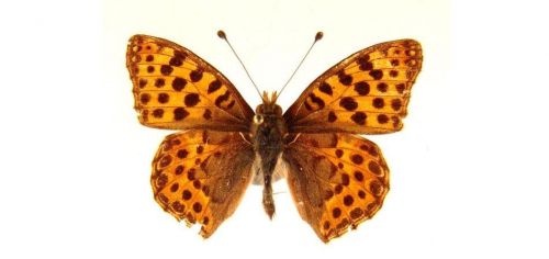 Бабочки Перламутровка полевая (6)