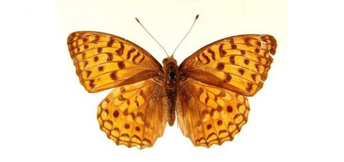 Бабочки Перламутровка красная, или Адиппа (2)