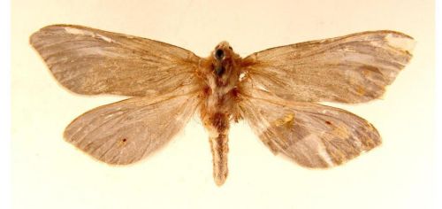 Бабочки Тонкопряд хмелевой (4)