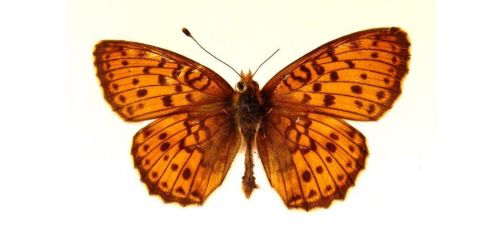 Бабочки Перламутровка таволговая (7)