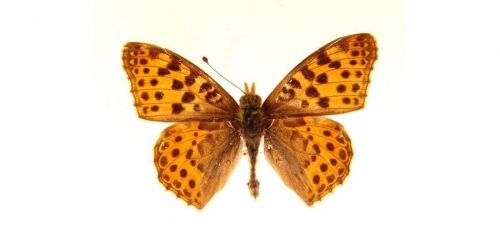 Бабочки Перламутровка полевая (5)