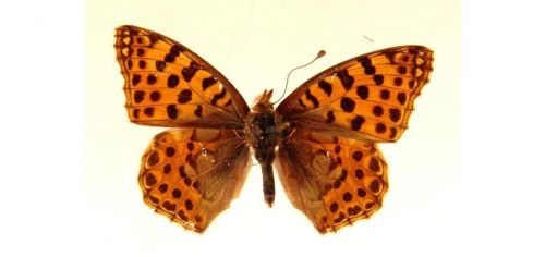 Бабочки Перламутровка полевая (4)