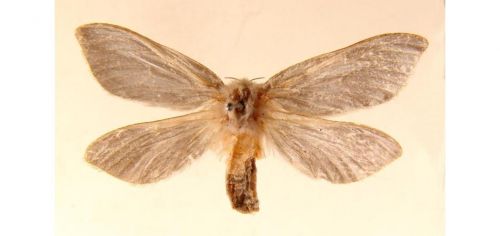 Бабочки Тонкопряд хмелевой (3)
