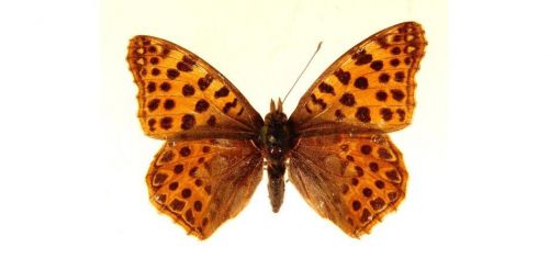 Бабочки Перламутровка полевая (2)