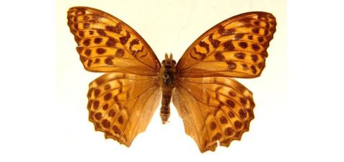 Бабочки Перламутровка большая  (5)