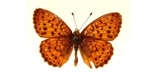 Бабочки Перламутровка таволговая (5)