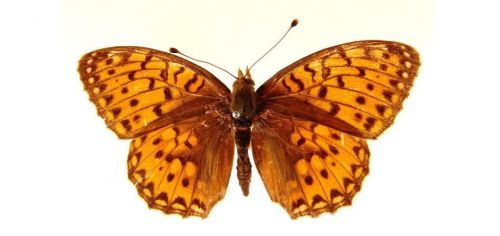Бабочки Перламутровка аглая (1)