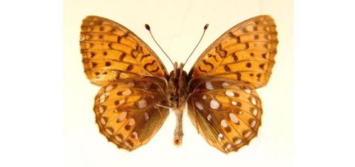 Бабочки Перламутровка аглая (5)
