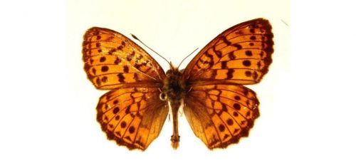 Бабочки Перламутровка таволговая (3)
