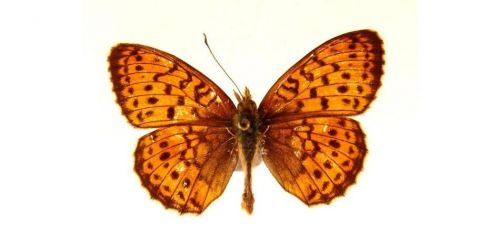 Бабочки Перламутровка таволговая (6)