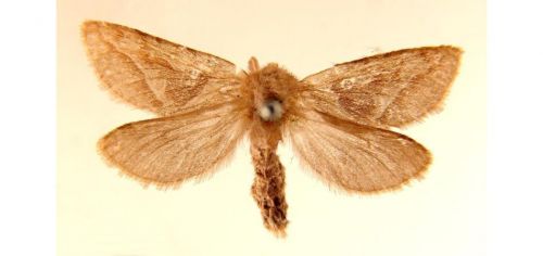 Бабочки Тонкопряд лесной (1)