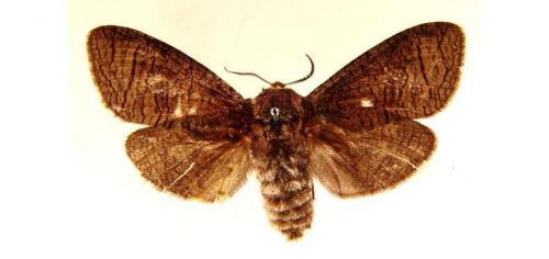 Бабочки Древоточец пахучий (1)