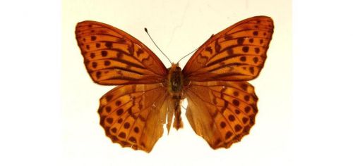 Бабочки Перламутровка большая  (2)