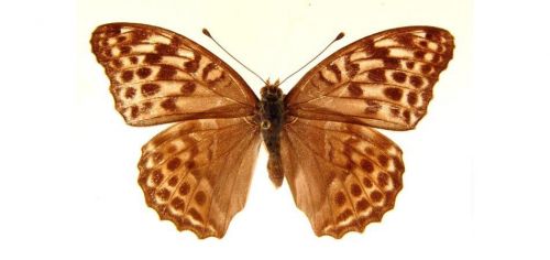 Бабочки Перламутровка большая  (8)