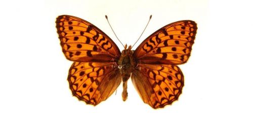 Бабочки Перламутровка аглая (4)