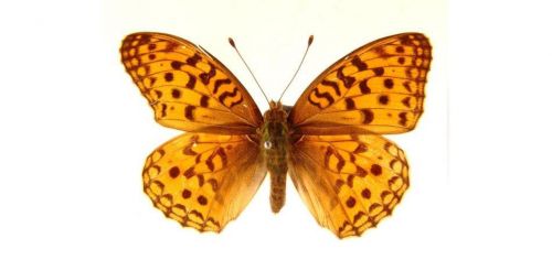 Бабочки Перламутровка красная, или Адиппа (4)