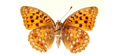 Бабочки Перламутровка красная, или Адиппа(6)