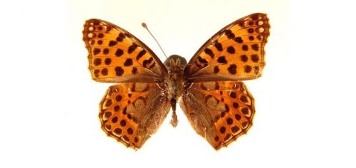 Бабочки Перламутровка полевая (3)