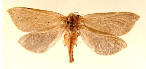 Бабочки Тонкопряд хмелевой (1)