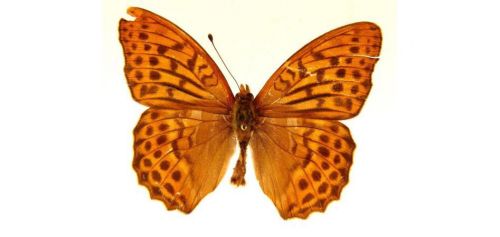 Бабочки Перламутровка большая  (4)