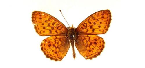 Бабочки Перламутровка таволговая (1)