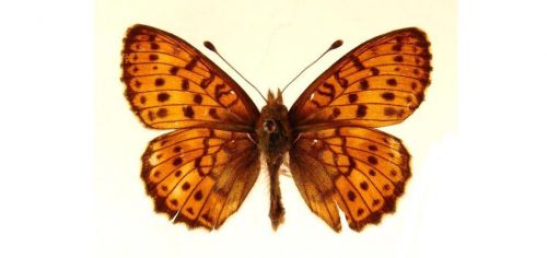 Бабочки Перламутровка таволговая (4)