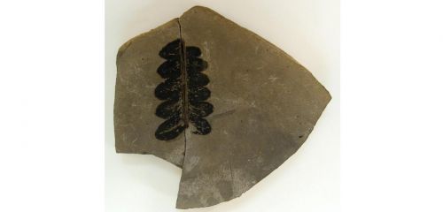 Ископаемое растение (отпечаток) Папоротниковидное (6)