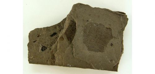 Ископаемое растение (отпечаток) Гигантоптерис