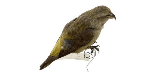 Чучело птицы Клёст-еловик