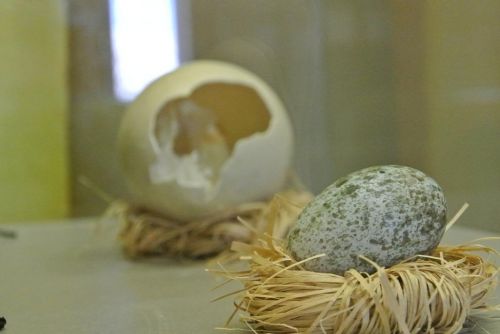 выставка 222 яйца